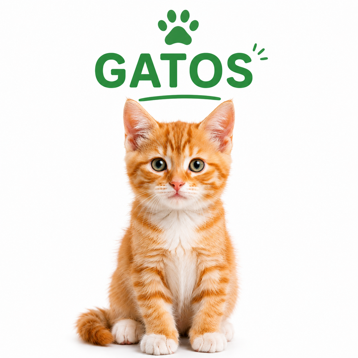Mi Gato 🐱